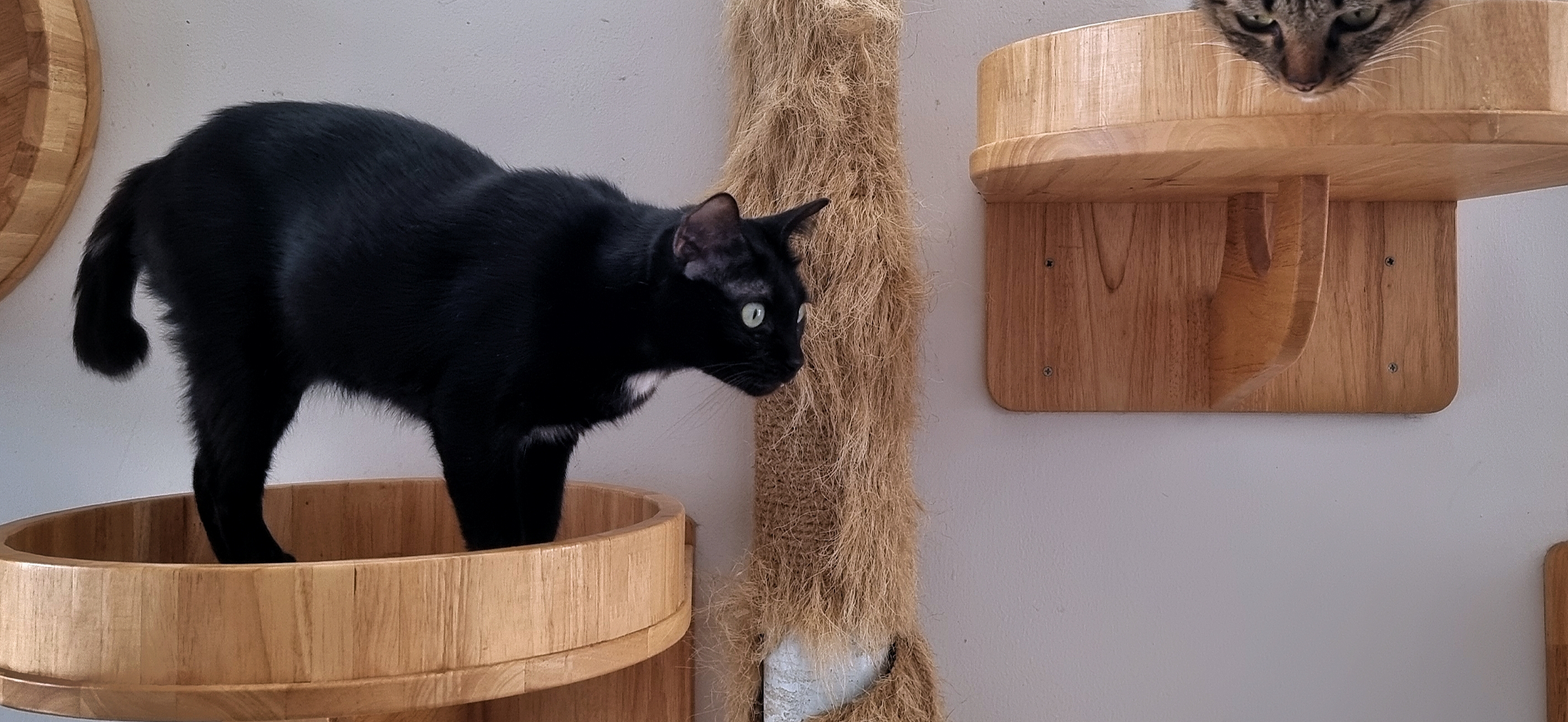 comportamiento depredador de los gatos